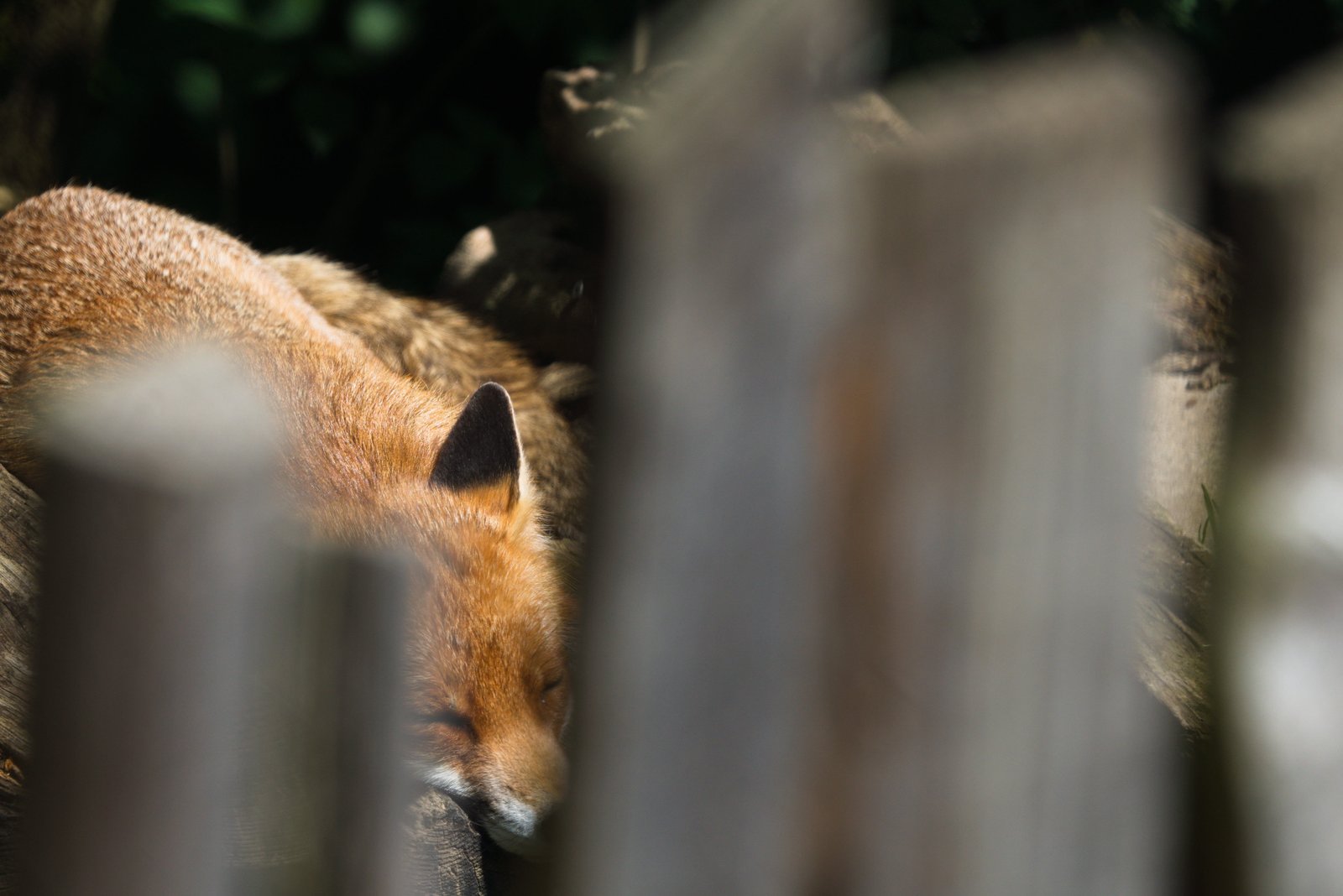 Fuchs im natürlichen Lebensraum